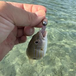 イッテンフエダイ