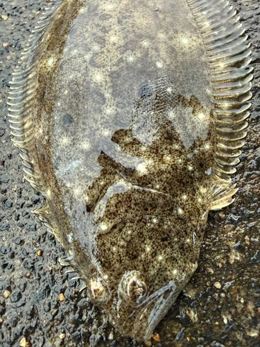 ヒラメの釣果
