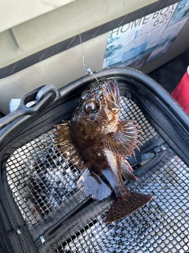 東京湾（富津〜金谷）