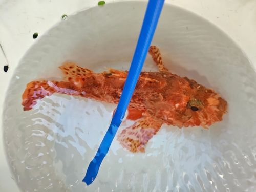 オニカサゴの釣果