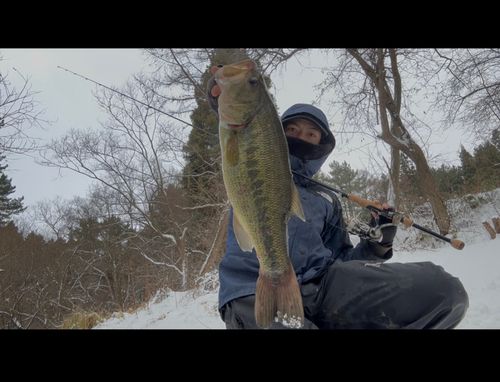 ラージマウスバスの釣果