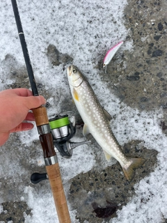 アイナメの釣果
