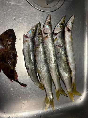 カマスの釣果