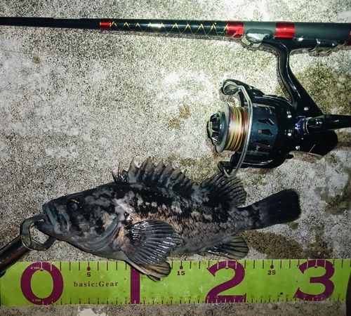 クロソイの釣果