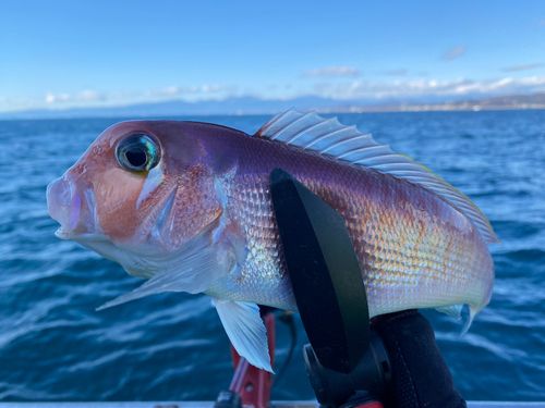 アカアマダイの釣果