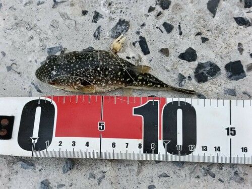 クサフグの釣果