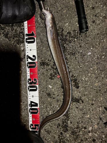 マアナゴの釣果