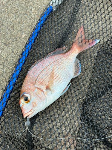 チャリコの釣果