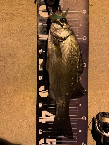 ヒラスズキの釣果