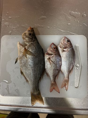 ウミタナゴの釣果