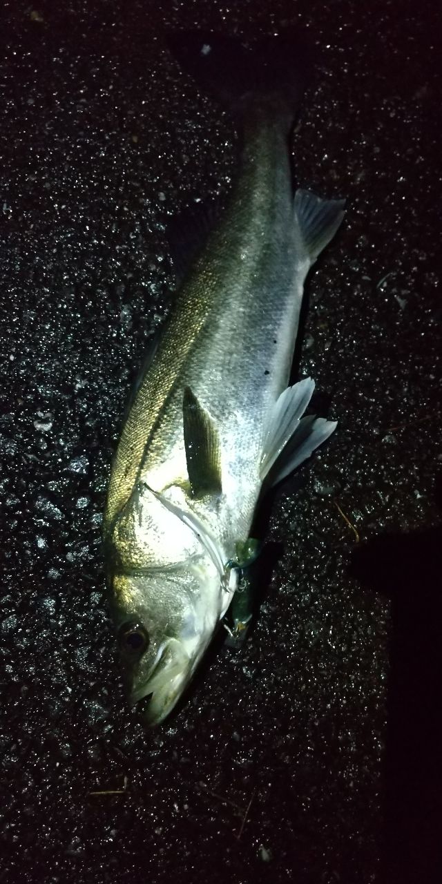 SHIMANO ネッサ BB S1102MMHの最安値・インプレ・釣果 | 本音の口コミ