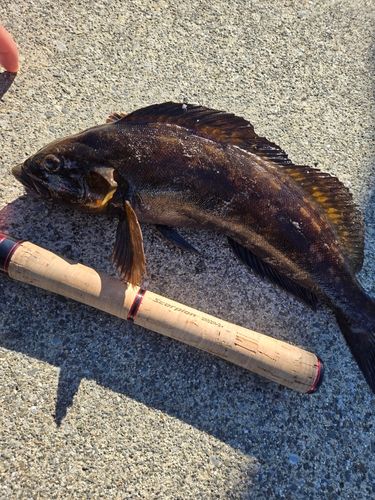 アイナメの釣果