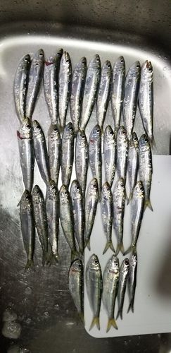 マイワシの釣果