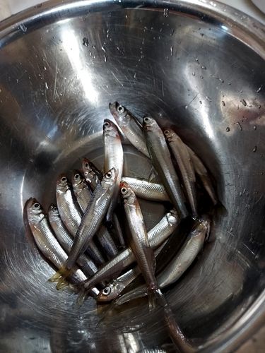 ワカサギの釣果