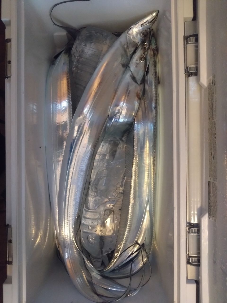 半月さんの釣果 1枚目の画像