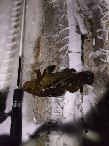 シマソイの釣果