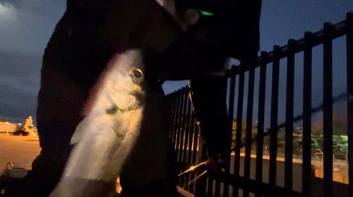 セイゴ（マルスズキ）の釣果