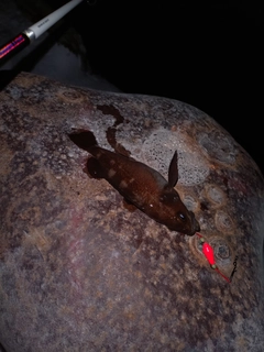 エゾメバルの釣果