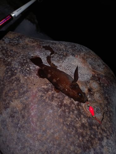 エゾメバルの釣果