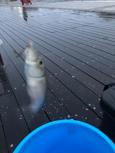 マイワシの釣果