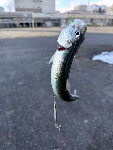 イワシの釣果