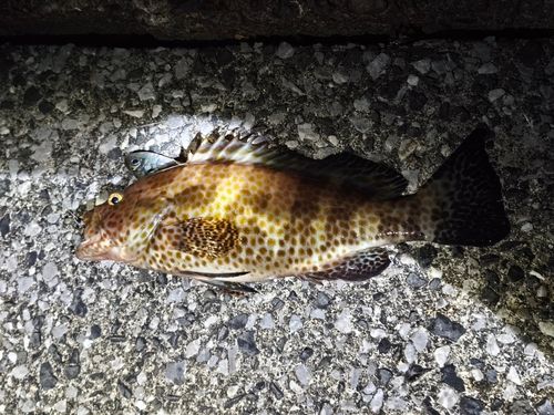 オオモンハタの釣果