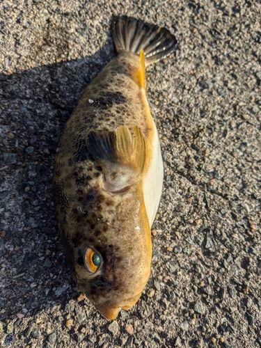 フグの釣果