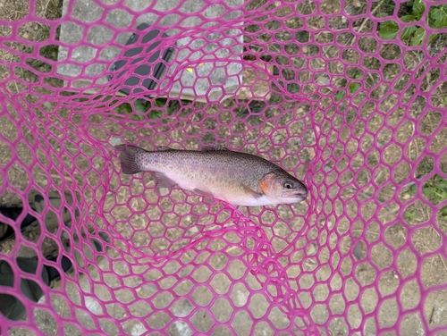 ニジマスの釣果