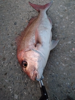 マダイの釣果