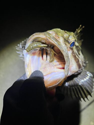 タケノコメバルの釣果
