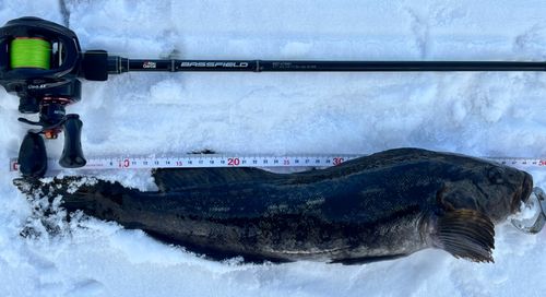 アイナメの釣果