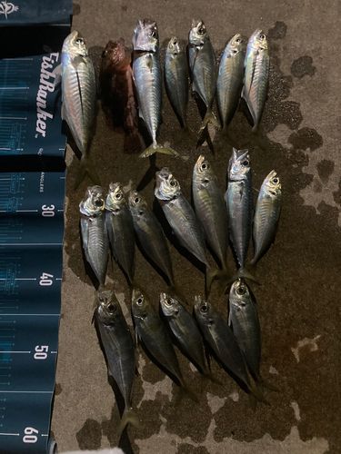 アジの釣果