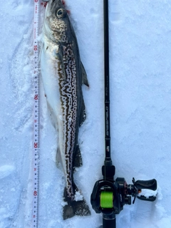 スケトウダラの釣果