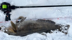 アイナメの釣果