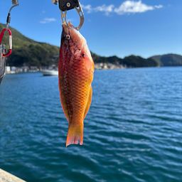 アカササノハベラ