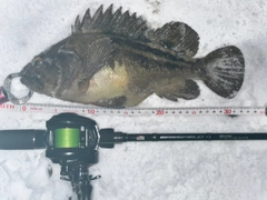 シマゾイの釣果