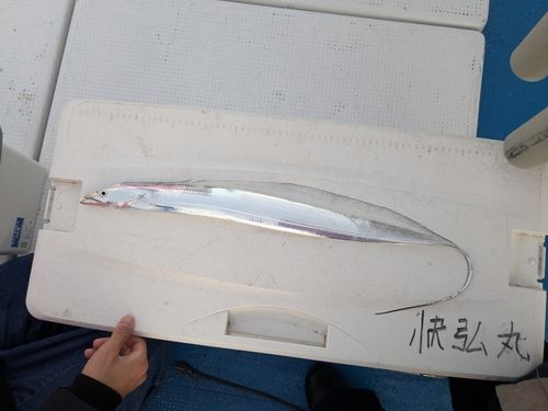 タチウオの釣果