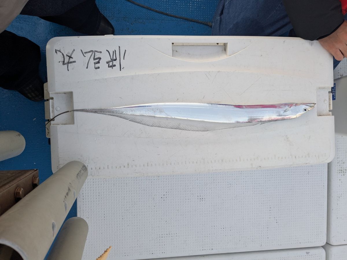 ココネコさんの釣果 2枚目の画像