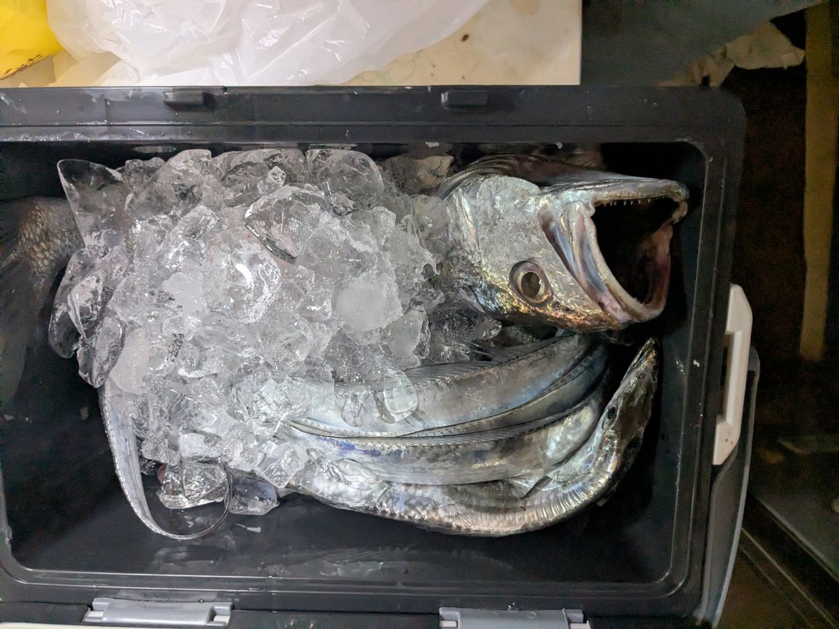 ココネコさんの釣果 3枚目の画像