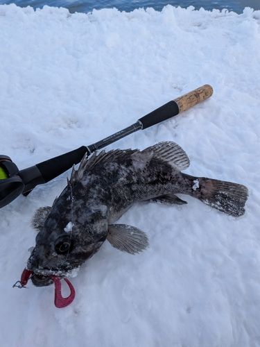 クロソイの釣果