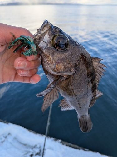 クロメバルの釣果