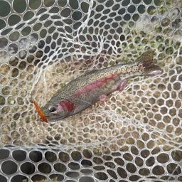 レインボートラウト