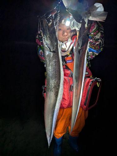 タチウオの釣果