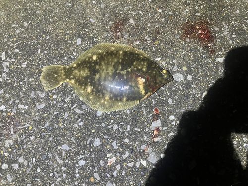 マコガレイの釣果