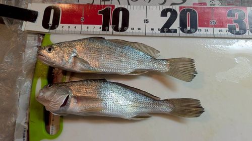 イシモチの釣果