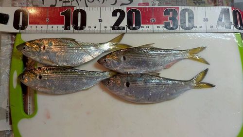 コノシロの釣果