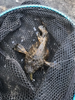 オニオコゼの釣果