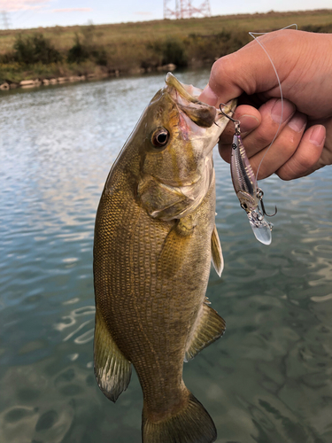 スモールマウスバスの釣果