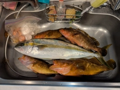 ヒラマサの釣果