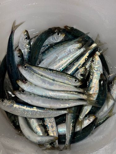 マイワシの釣果